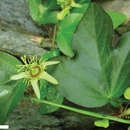 Image of <i>Passiflora suberosa</i> L. Sp. Pl.