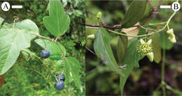 Image of <i>Passiflora suberosa</i> L. Sp. Pl.