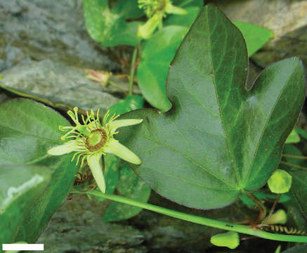 Image of Passiflora suberosa subsp. suberosa