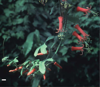 Image of Passiflora macfadyenii C. D. Adams