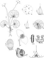 Image of Magnoliopsida