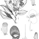Image of Begonia elianeae Gregório & J. A. S. Costa