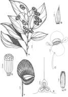 Image of Magnoliopsida