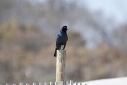 Image of Boat-tailed Grackle