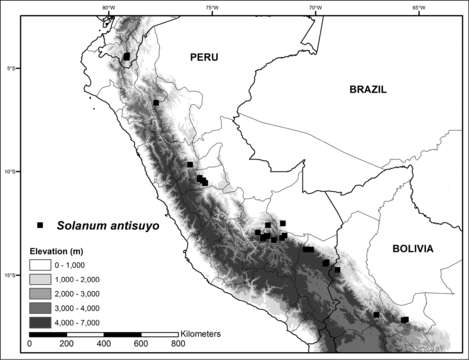 Solanum antisuyo Särkinen & S. Knapp的圖片