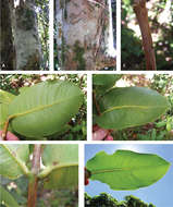 Image of Syzygium pyneei Byng, V. Florens & Baider