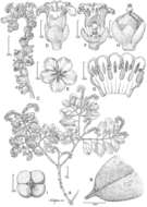 Image of Heliotropium perlmanii Lorence & W. L. Wagner