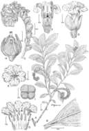 Heliotropium marchionicum Decne. resmi