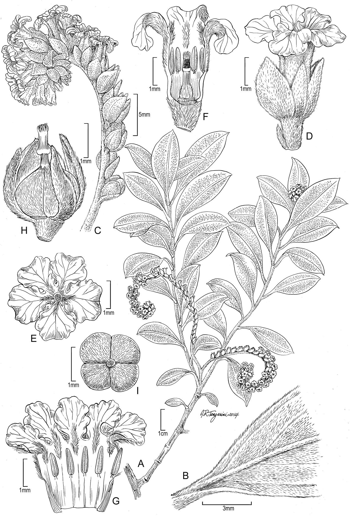 Sivun Heliotropium marchionicum Decne. kuva