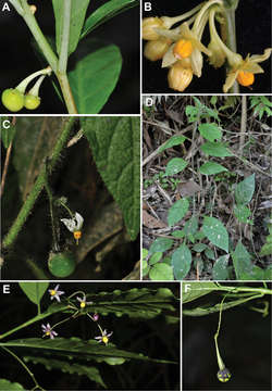 Imagem de Solanum apiahyense Witasek