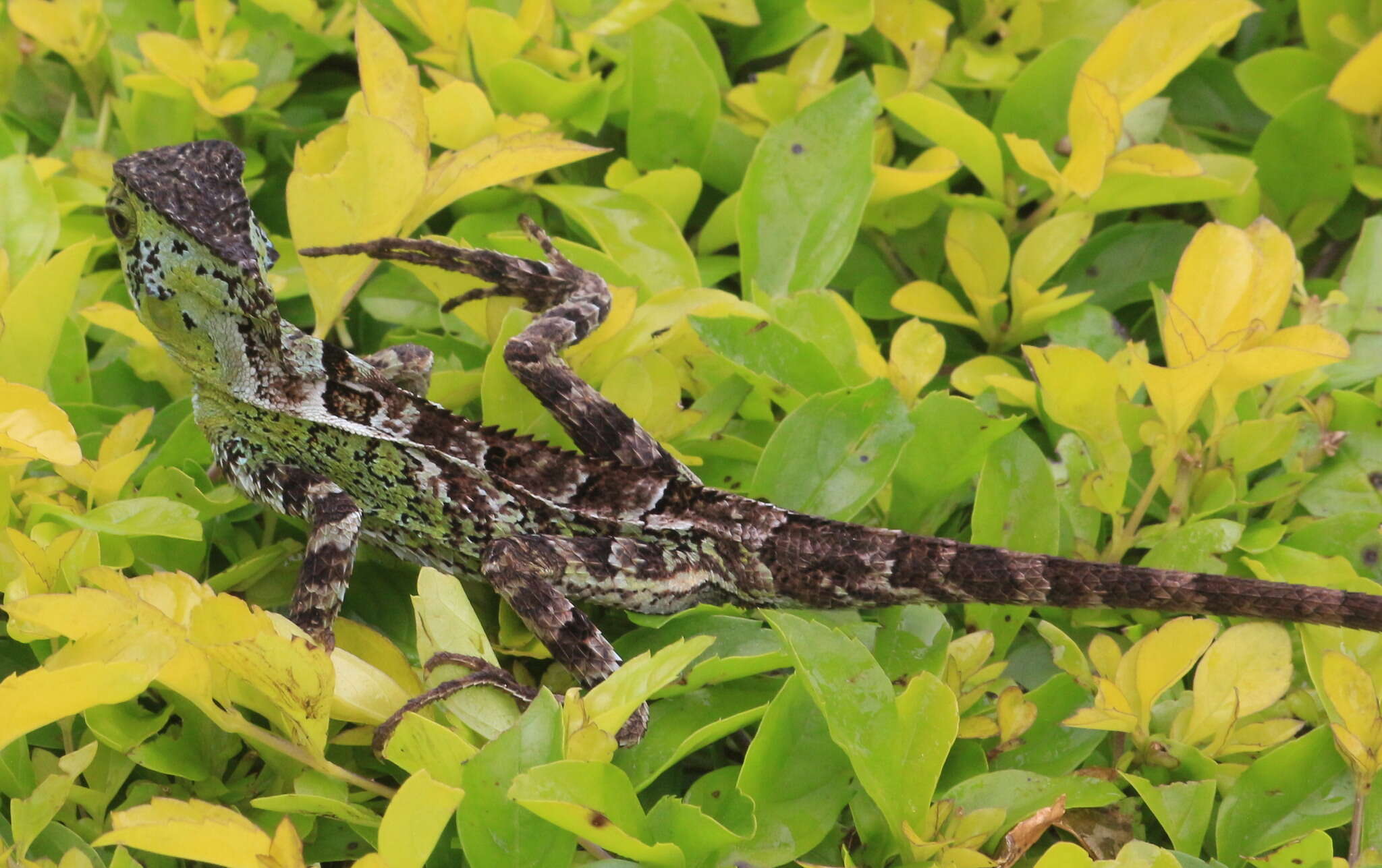 Image of Keeled Helmeted Basilisk