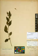 Image of Solanum apiahyense Witasek