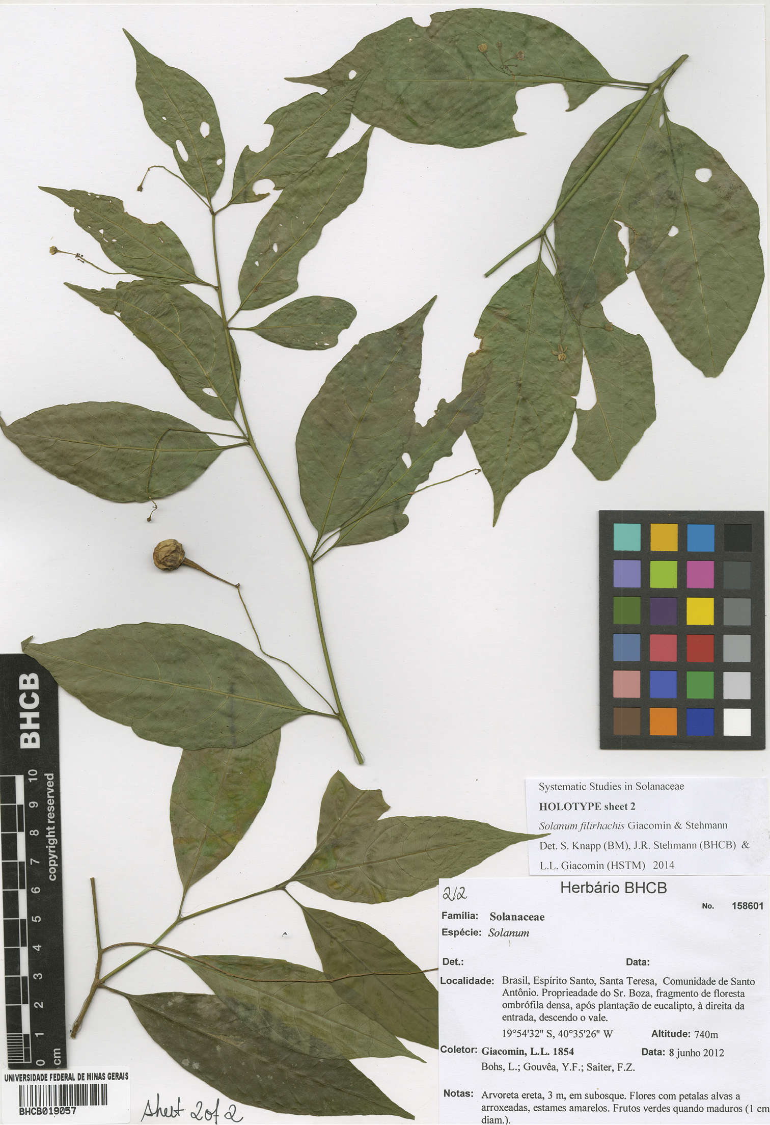 Sivun Solanum filirhachis Giacomin & Stehmann kuva