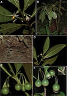 Image of Solanum psilophyllum Stehmann & Giacomin