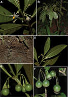 Image de Solanum psilophyllum Stehmann & Giacomin