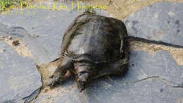 Image of Northern Chinese softshell turtle