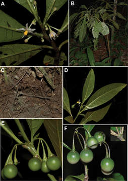 Solanum verticillatum S. Knapp & Stehmann resmi