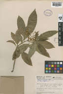 Solanum verticillatum S. Knapp & Stehmann resmi