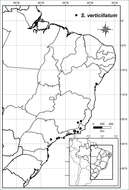 Solanum verticillatum S. Knapp & Stehmann resmi