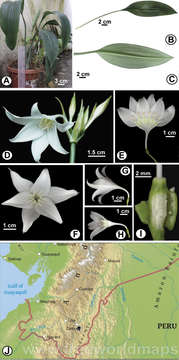 Слика од Eucharis ruthiana L. Jost, Oleas & Meerow