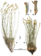 Image of Dianthus aticii Hamzaoglu