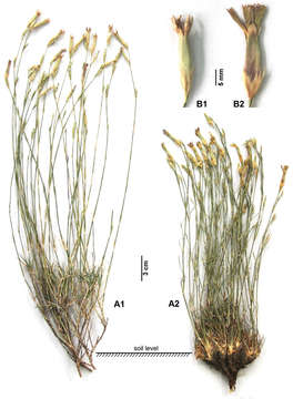 Dianthus aticii Hamzaoglu的圖片