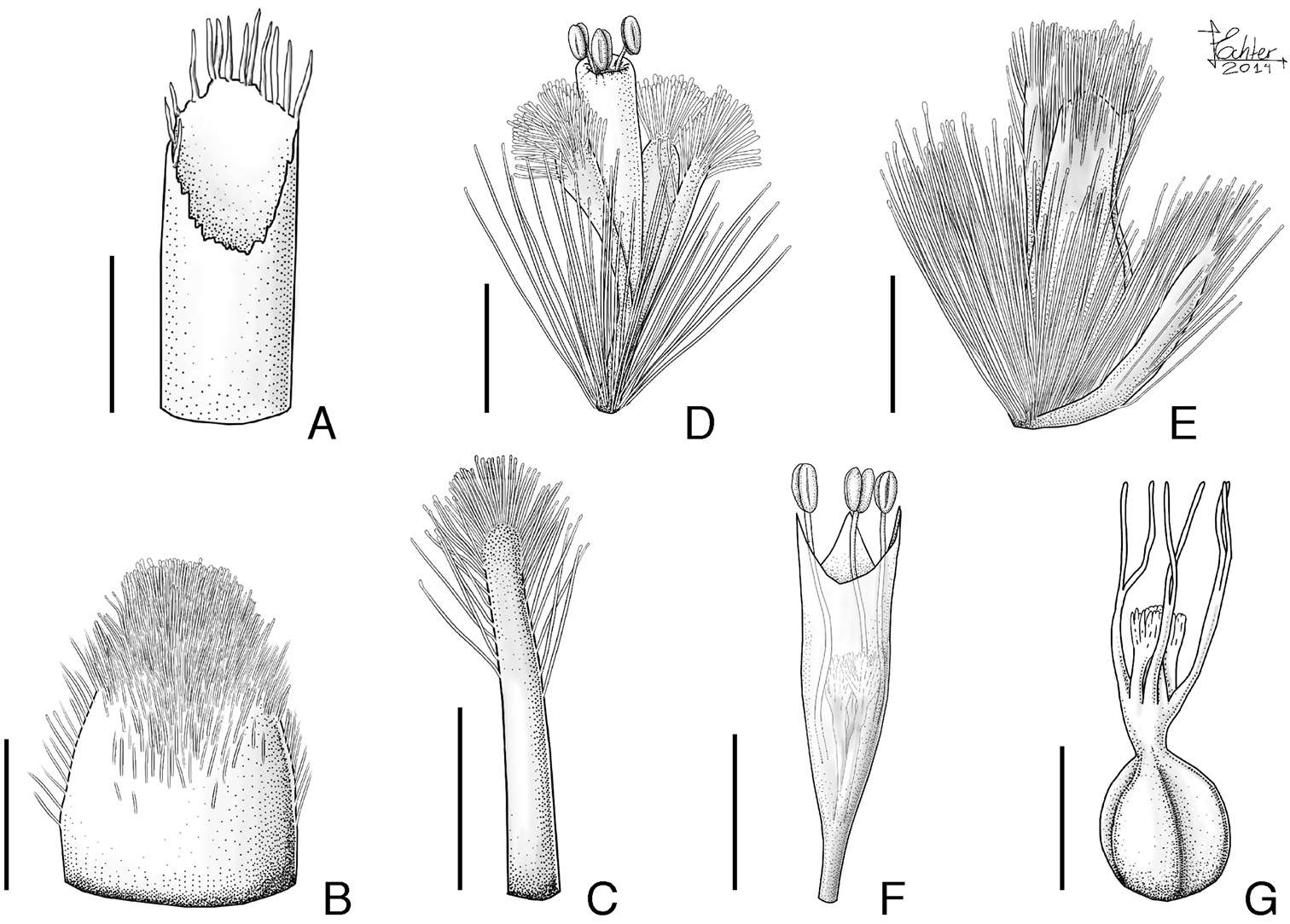 Eriocaulaceae (rights holder: Livia Echternacht, Marcelo Trovó)