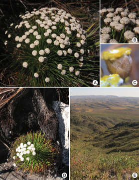 Image of Paepalanthus