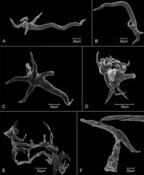 صورة Critoniopsis