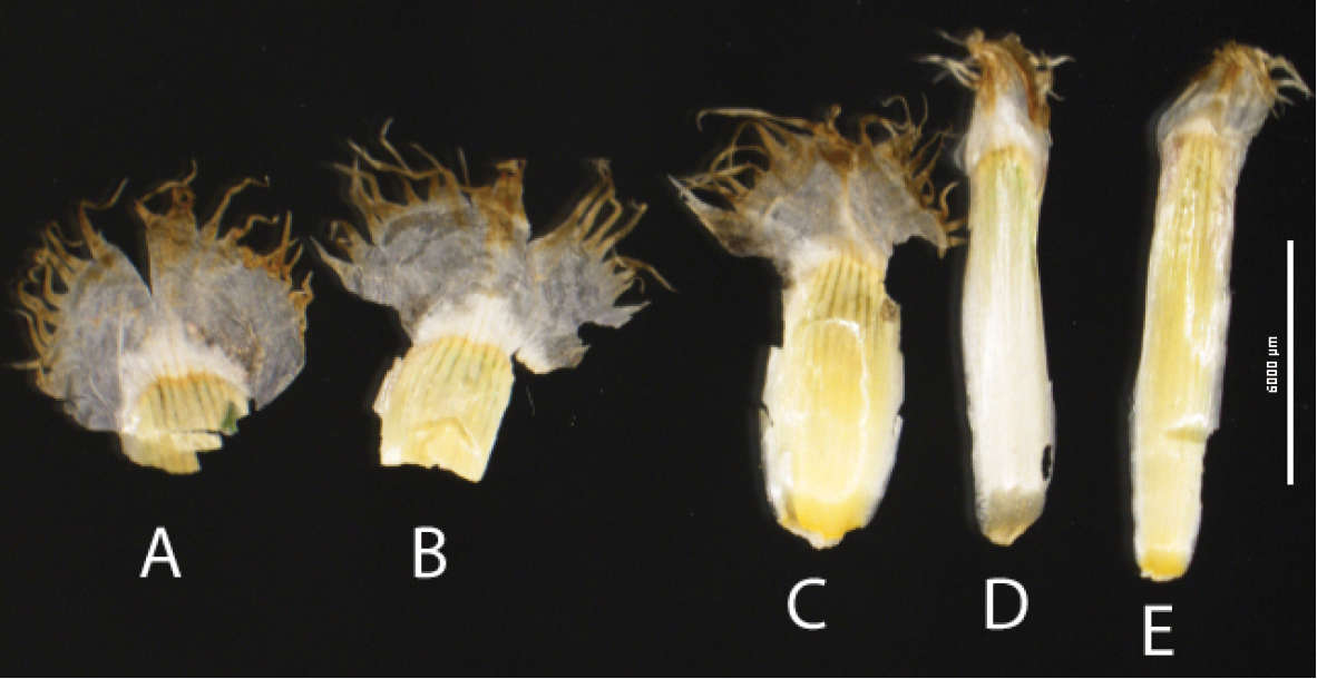 Image de Psephellus