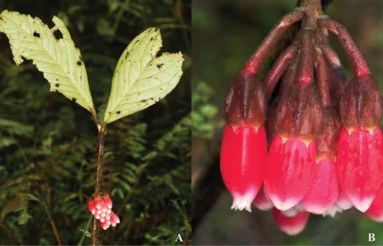 Image of Psammisia pseudoverticillata Pedraza