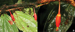 Image of Satyria pterocalyx Pedraza