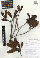 Image of Eugenia obovatifolia N. Snow