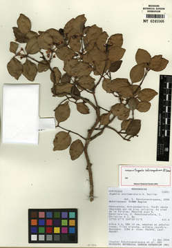 Eugenia calciscopulorum N. Snow resmi