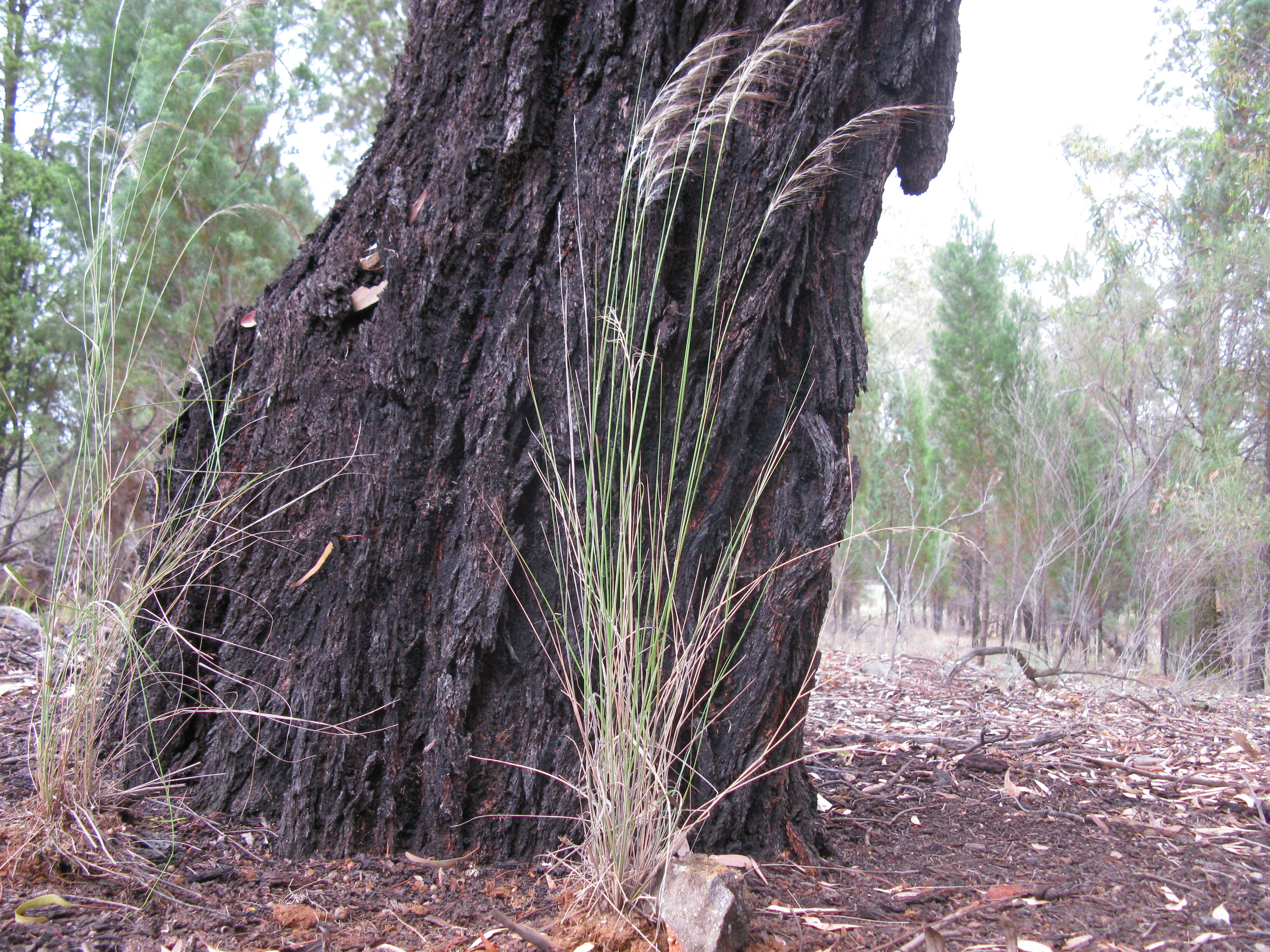 Image of Austrostipa nodosa (S. T. Blake) S. W. L. Jacobs & J. Everett