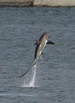 Image of thresher sharks