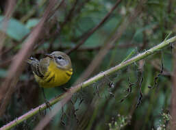 Setophaga discolor (Vieillot 1809) resmi