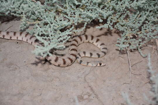 Image of Spotted Desert Racer