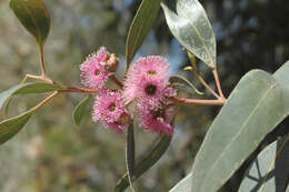 Слика од Eucalyptus albopurpurea (Boomsma) D. Nicolle