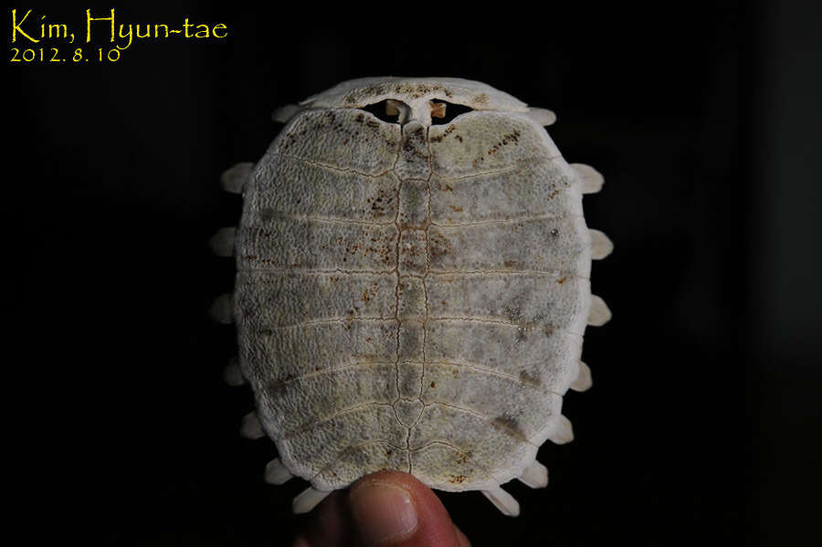 Image of Northern Chinese softshell turtle