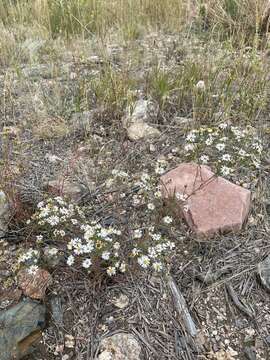 Image of Smooth White American-Aster