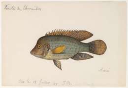 Image of Geophagus