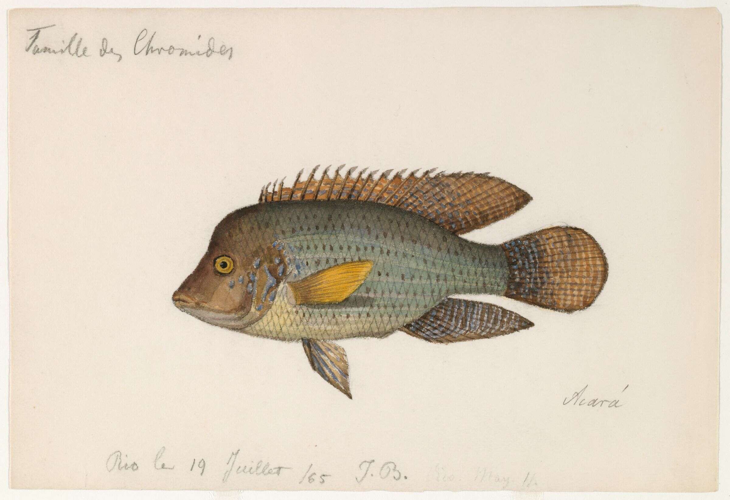 Image of Geophagus