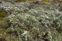 Image of Olearia odorata Petrie