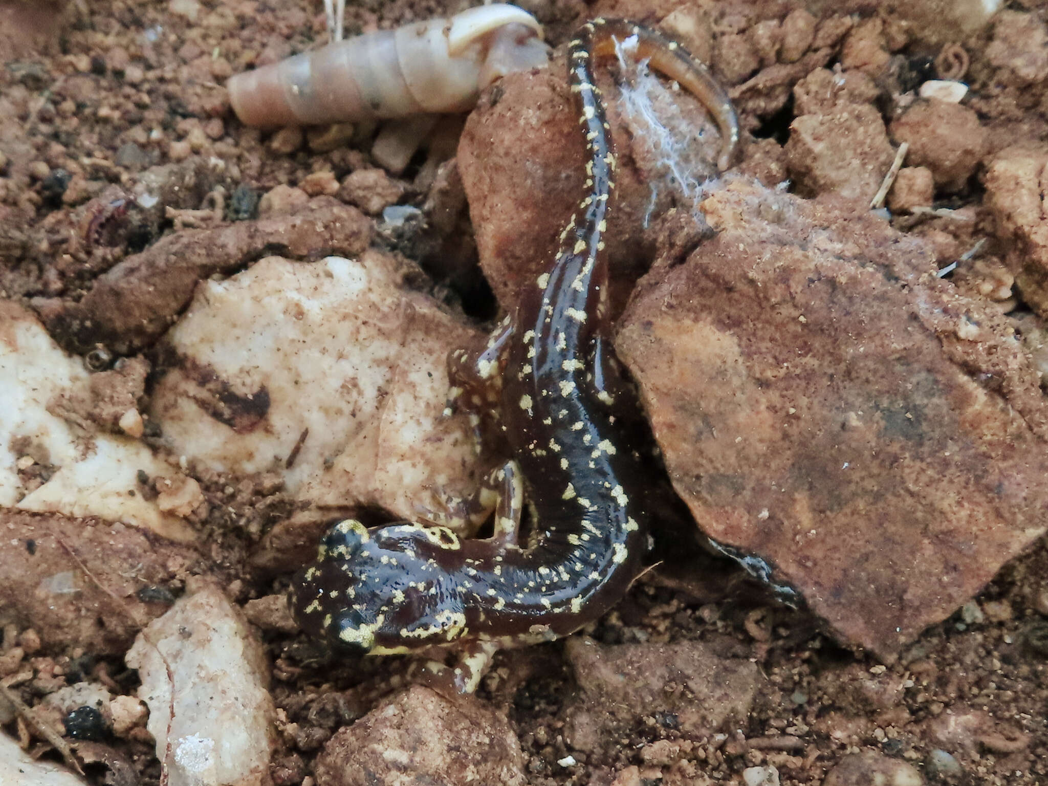 Image of Lycian salamander