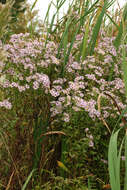 Image of Marsh American-Aster