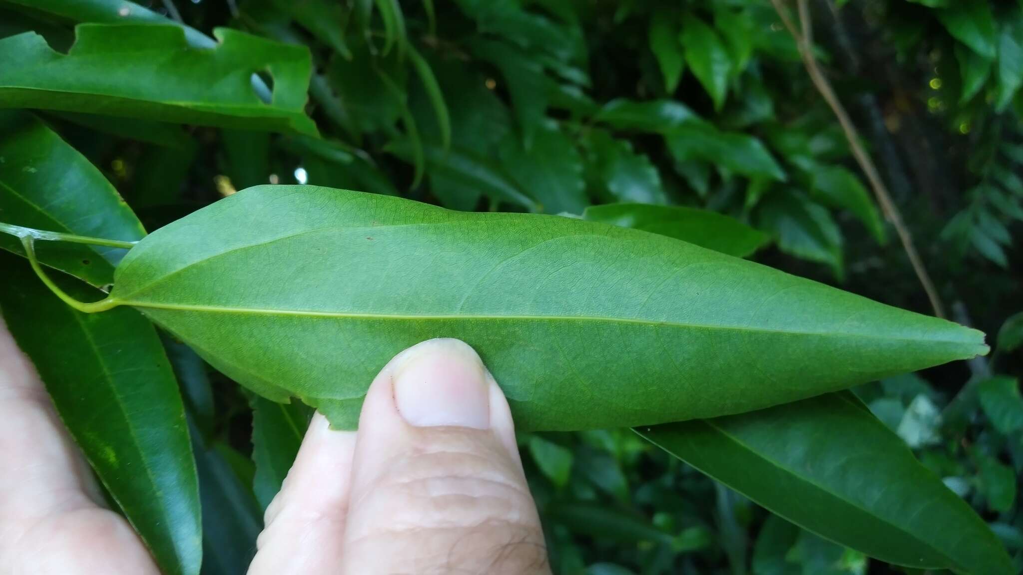 Image of Hypserpa laurina (F. Müll.) Diels