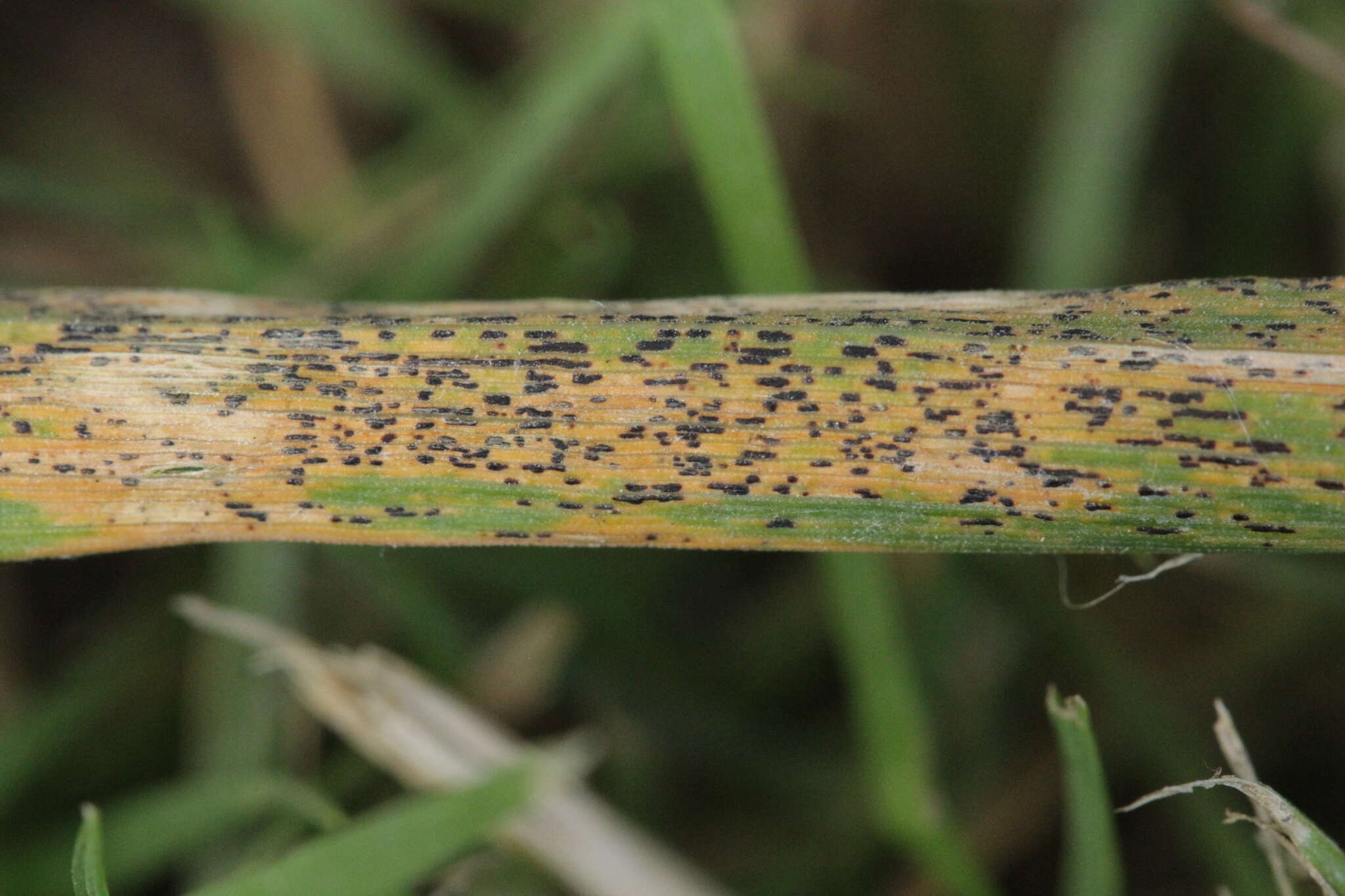 Imagem de Calamagrostis epigejos (L.) Roth