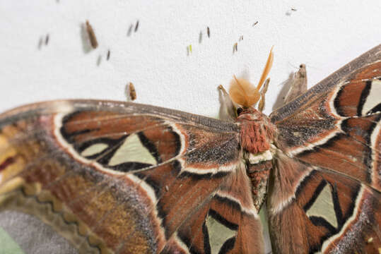 Image of atlas moth