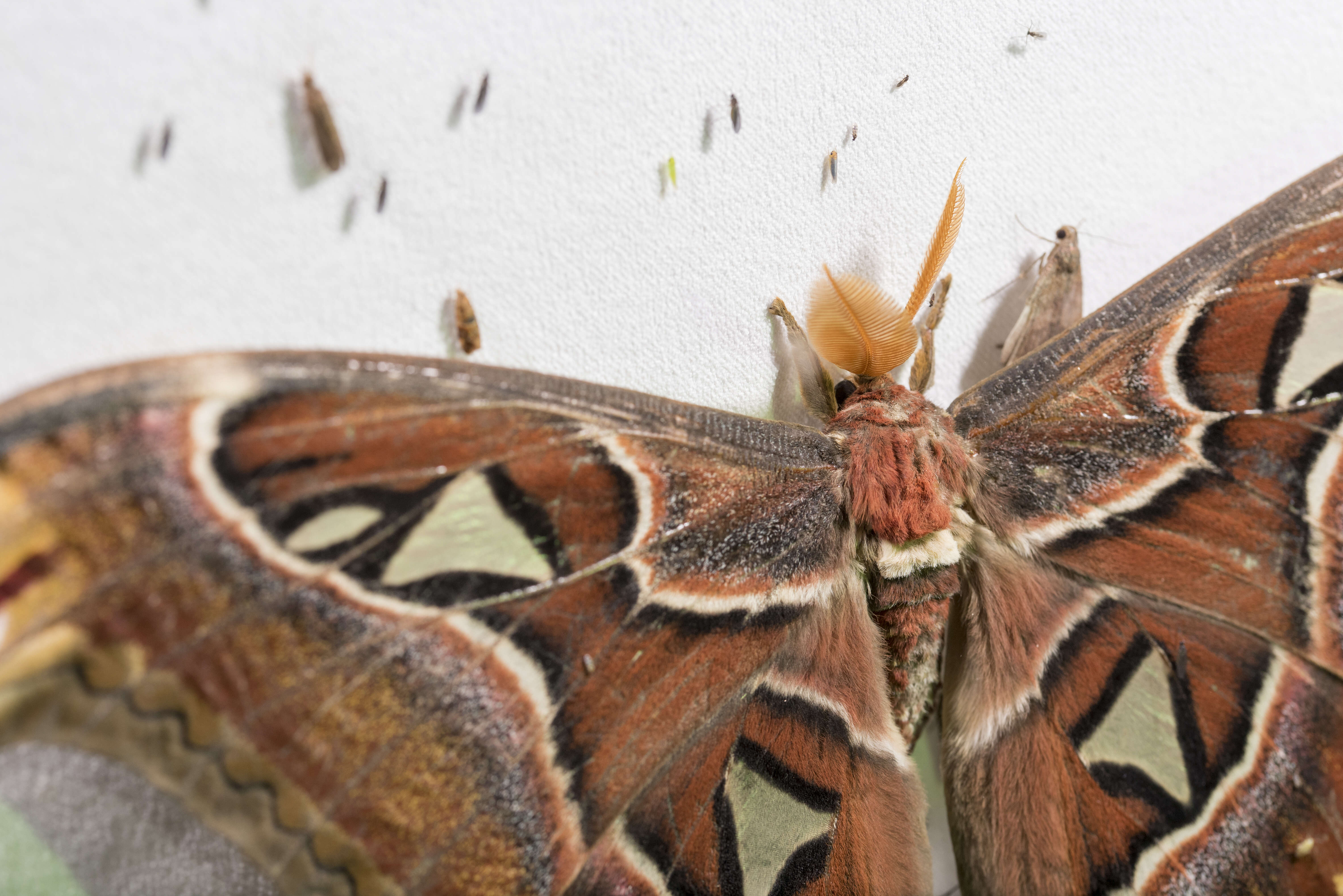 Image de Attacus atlas (Linnaeus 1758)